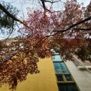 관곡초등학교(병설) 이미지