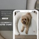 안심베드 | 소형견 슬개골 탈구 걱정된다면? 초코펫 강아지 슬개골 안심 베드 사용후기