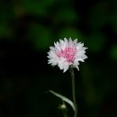 안흥콩터 이미지