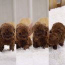 퍼피대디 이미지