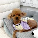 매그로 | 매직매그링 강아지 건강 목걸이, 편안하게 매일 채워주는 반려동물 관리템 후기