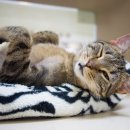 24시 숨 동물병원 이미지