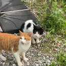 로또렌트카 이미지