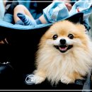 양원주동물병원 이미지