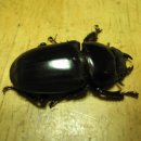 종일사슴 이미지