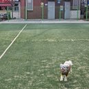 금빛동물수술센터 | 부평 모모동물의료센터 말티푸 슬개골수술(양측) 후기