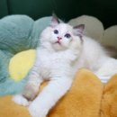 폴캐터리 네이버블로그