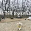 봄가을 애견미용 이미지