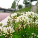 불광천변 이미지