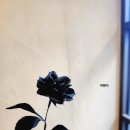 원주뷰티축제 의상소품 블랙 주름지 장미꽃 주문제작