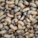 상 대안 농장 이미지