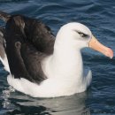 알바트로스 이미지