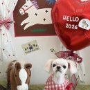 알로하펫 이미지