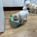 수 메디덴 네이버블로그