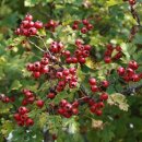 자연나무한의원 이미지