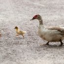 미용사(헤어) 이미지