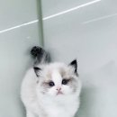 익산원펫 이미지