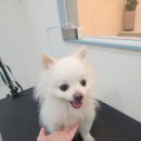 초롱애견 이미지