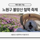 중계중학교 | 4월 주말 아이와 가볼만한 곳, 노원구 불암산 철쭉축제 애견동반 가능 만개 후기