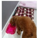 닥터팬더 동물병원 이미지