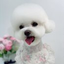 단비네 애견미용 이미지