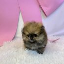 댕오빠 | 강아지분양 대구 중구 봉산동 댕오빠 위치 가격 후기