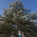 (주)전설그룹 | 강원도 여행 놀거리_평창 대관령 코스터 겨울 방문 후기