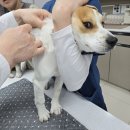 청운동물병원 이미지