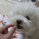 강화먹방 | [강아지 소프트사료] 눈물·알러지 걱정 없는 꾹펫 알러지케어 소프트 사료 루미의 먹방 후기!
