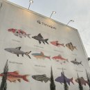 아쿠아 | 천안 신방동 가볼만한 곳 수족관카페 팀아쿠아 후기