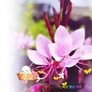 춤추는 나비를 닮은 분홍바늘꽃 이미지