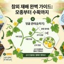 참외 재배 방법 총정리! 모종 심는시기부터 순치기 수확까지 (ft. 주말농장 후기)