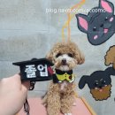 해피독 트레이닝스쿨 | 해피독트레이닝스쿨 문제행동반 시작부터 졸업까지...!