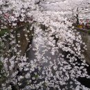 하나미 티스토리