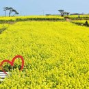 호미곶관광단지 | 포항 호미곶 &amp; 유채꽃밭 완벽 가이드-봄 여행의 정점, 노란 물결 속으로!2026 🌼