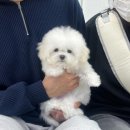 우아퍼피강서