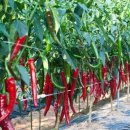 빨간고추 이미지