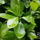 소망국제행정사 이미지