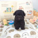 강아지분양 애견분양 꽃강아지 광진점 | 꽃강아지중랑점 강아지분양 청결·사후관리완벽한애견샵 답십리강아지분양