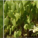 삼지목장 이미지