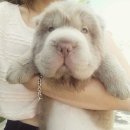 Cuddly Puppy 이미지