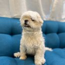 용인 죽전 애견미용 헬로똘복 :: 내돈내산 대형견 고양이미 용까지 가능