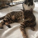 시민동물병원 이미지