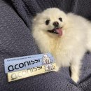 닛시 | 강아지칫솔 에코닛시 반려동물 칫솔 후기, 백만이와 직접 사용해보았어요!