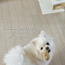 까까댕댕 이미지