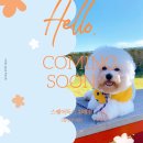 스퀘어독스 위례 이미지