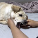 플레이바우