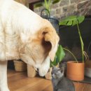 강아지와 고양이 이미지