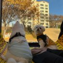 CU 동촌역가는길점 | 대구 피크닉하기 좋은 동촌유원지 차크닉 텐트존추천