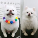 나리펫살롱 이미지